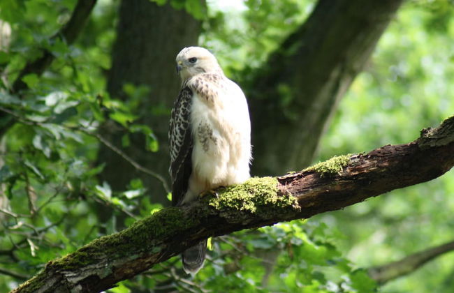Traditional Apartment near Sea in Kühlungsborn - Foto 6