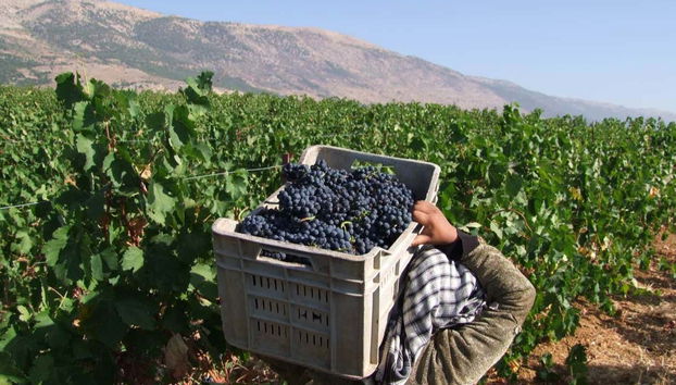 Excursión a Baalbek + Visita a las bodegas de Zahle - Foto 4, Conociendo los viñedos de Líbano