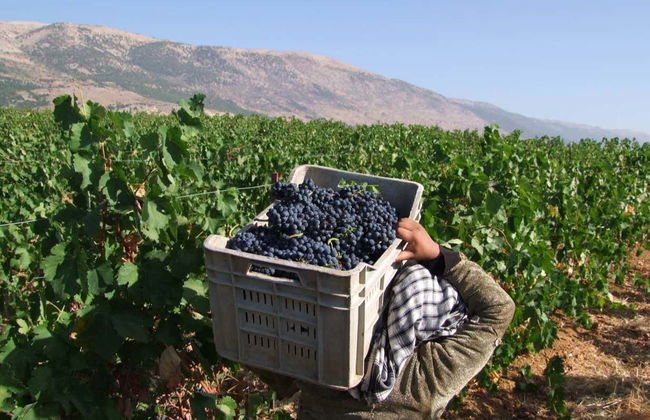 Excursión a Baalbek + Visita a las bodegas de Zahle - Foto 4