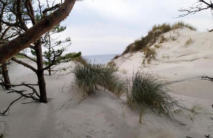 Słowińskie Widoki domki Flora, Fauna, noclegi Smołdziński Las - Foto 41