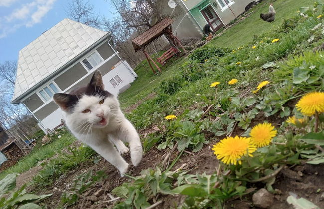 Room in Guest Room - Idylic Family Sejour With Hottube in Green Land - Foto 28