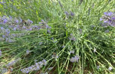 Studio apartman Fjaka - Foto 13