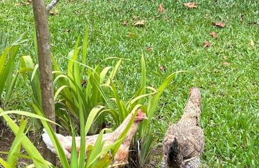 Sitio Serenar Chalés Equipados - Foto 22