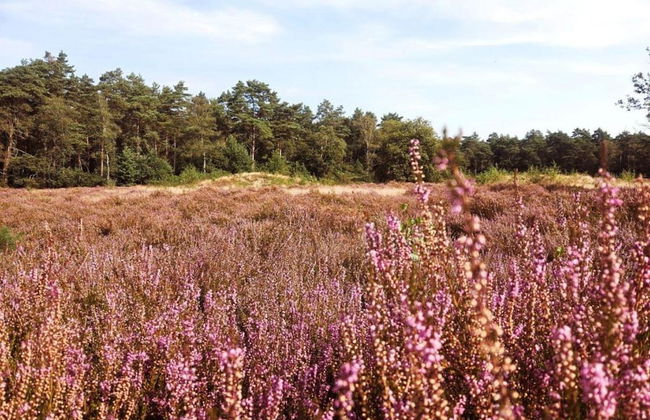 Apartment in Gelderland Near Nature Trails - Photo 37
