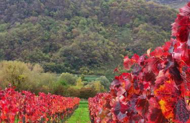 Ferienhaus Moselglück - Foto 84