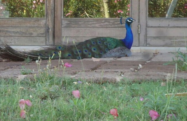 Masseria Provenzani - Foto 33