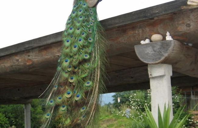 Steigmatt Bauernhof - Erlebnis - Foto 44