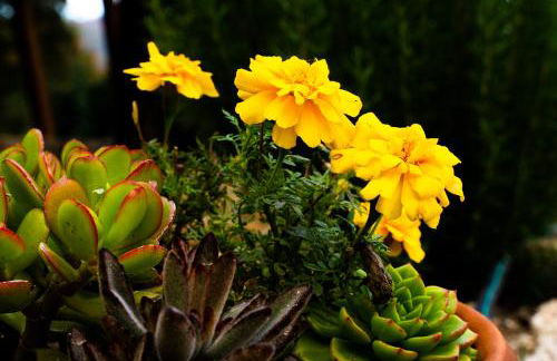 Carvalhal Redondo - Farm House - Foto 80