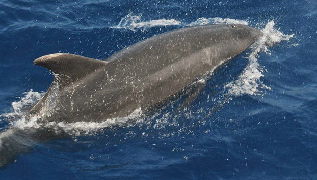 Les dauphins à Benalmádena