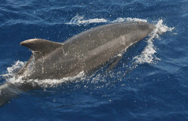 Observation de dauphins à Benalmádena - Photo 2