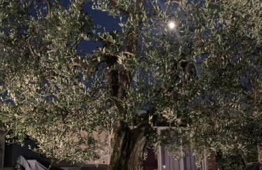 Locazione turistica Casa olivo - Foto 11