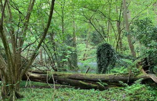 Quirky Barn Conversion Crowhurst Battle - Foto 28