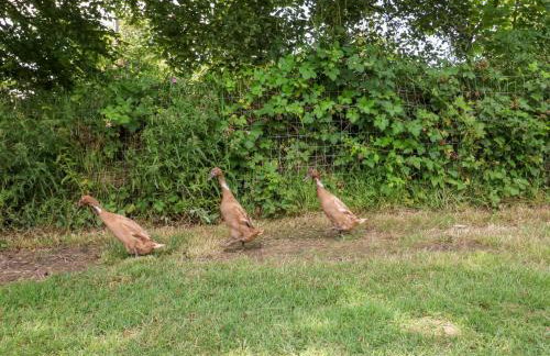 The Old Forge Cottage - Foto 21