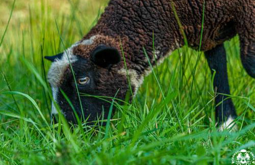 Agroturystyka Corno Owca - Foto 39