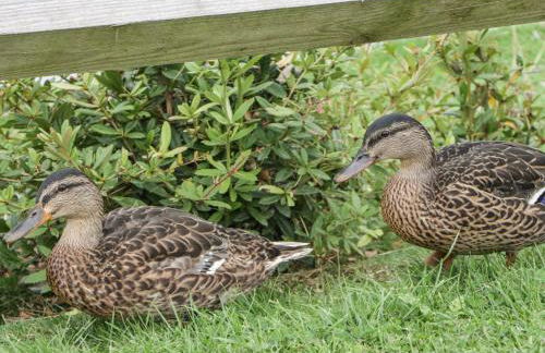 14 Fairways - Foto 31