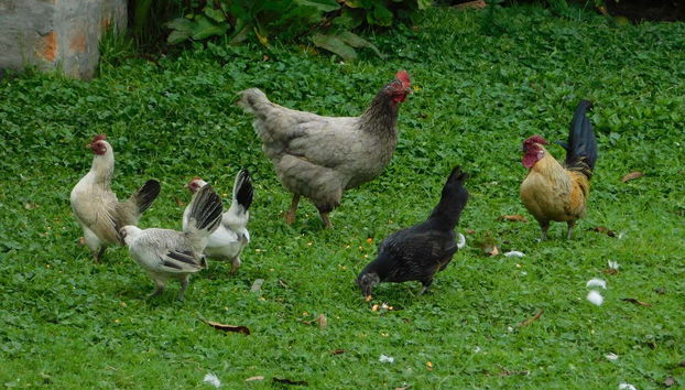 Spend a fun time on the farm