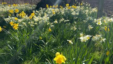 Dalvey Mill Cottage - Foto 2