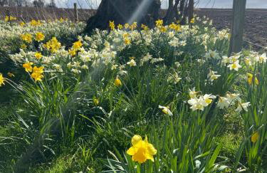 Dalvey Mill Cottage - Foto 2