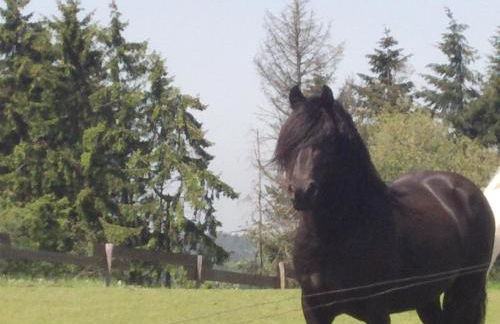 Funny-Farm - Foto 29