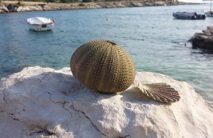 Vila Propuh Primošten - Foto 40