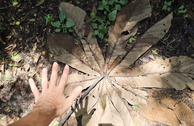 Visita guiada al bosque de Tijuca para grupos pequeños - Foto 21