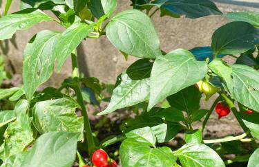 Aldeia Corumbau - Photo 76