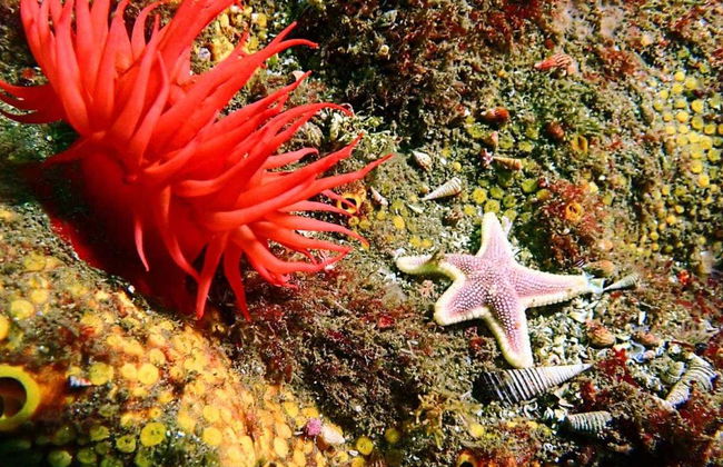 Tongoy Beginners Scuba Diving - Photo 6