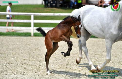 Agriturismo Il Boschetto - Foto 82