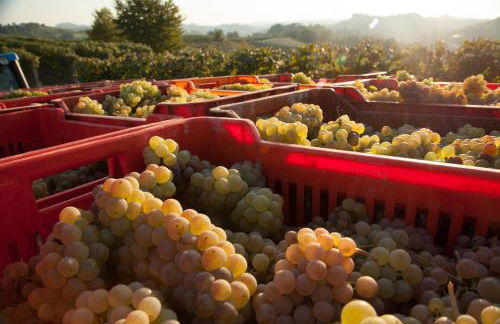 Villa Cornarea - Foto 88