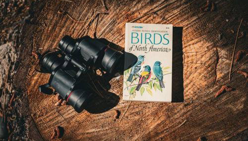 The Nest Serene Sanctuary w Hot Tub Fireplace Grill Hammock Outdoor Fire Feature Fully Fenced Yard AC Pets Ok - Foto 5