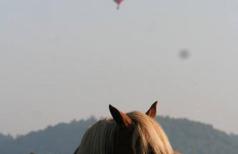 Centre Equestre Du Passe Temps - Foto 46