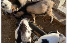 Serene Stay in North Carolina!! - Foto 32