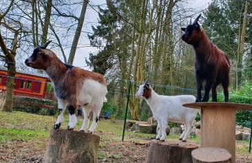 La Fermette des Ramolleux - Foto 19