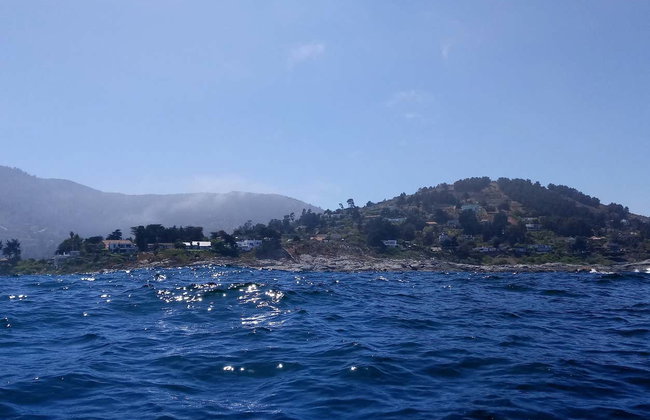 Avistamiento de pingüinos en la isla Cachagua - Foto 3