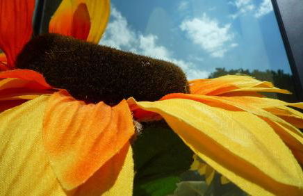 Il girasole - Foto 34