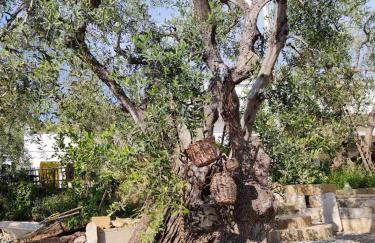 La Chianconata- Casa vacanze a Vieste - Foto 19