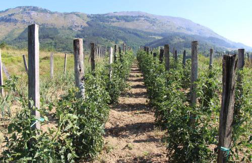 Balentziaga - Photo 22