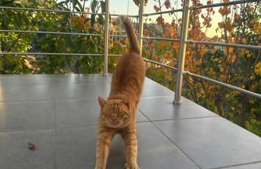 Iris Cretan Mountain Escape - Photo 32