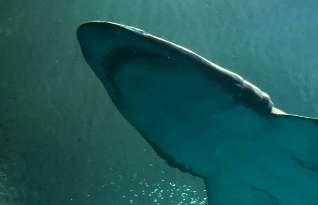 Plongée avec les requins-bouledogues à Playa del Carmen - Photo 6