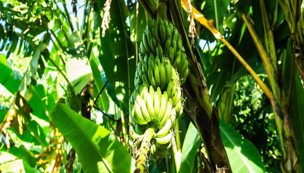 Zanzíbar: Bosque Jozani y granja de especias, tour de naturaleza y sabores - Foto 4