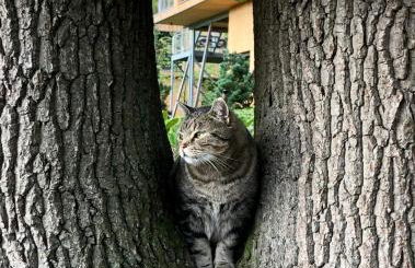 Baumwipfel-Resort "Lug ins Land" - Foto 7