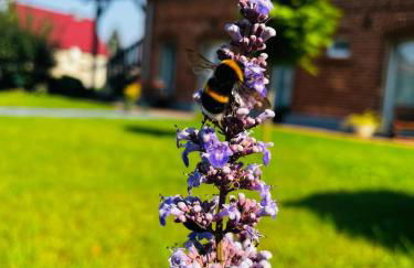 Ferienwohnung Zur Alten Tischlerei - Photo 53