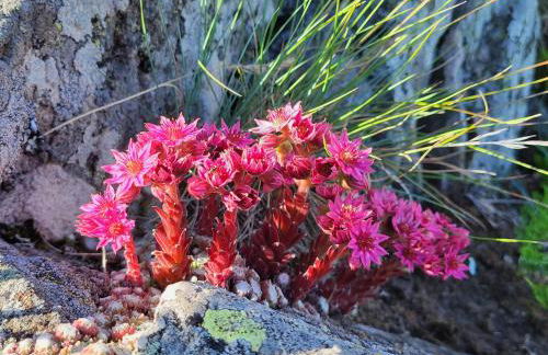 Résidence récente au Lioran à proximité des remontées mécaniques - Photo 47