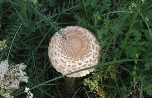 Leśny Zakątek Lipinki Bory Tucholskie - sauna - Foto 29