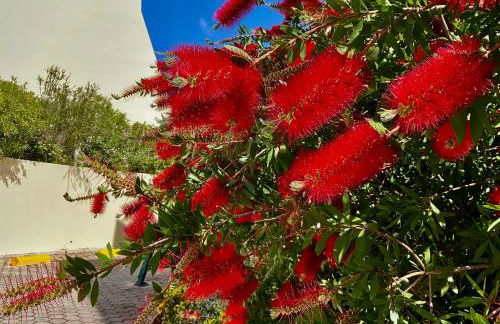 Marachique 312 - Foto 34