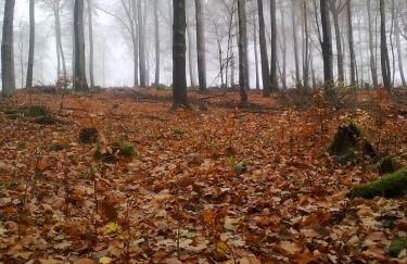 FeWo - Wohlfühlambiente & Gartenparadies - Foto 46