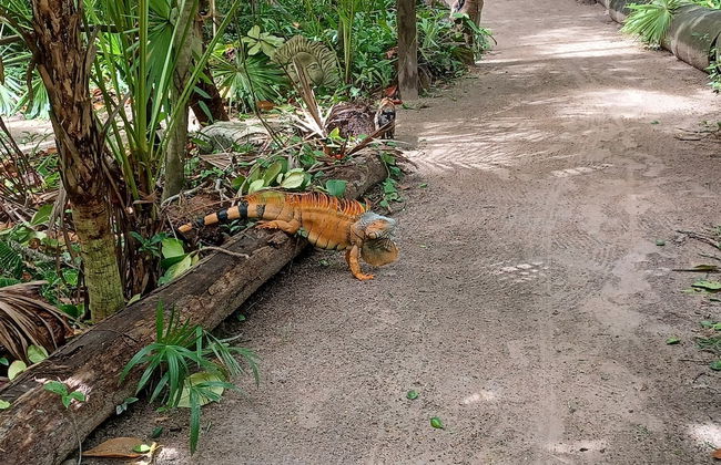 Xanadu Island Resort - Foto 75