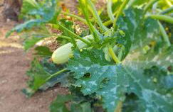 Finca Sa Cova de Mallorca - Foto 59