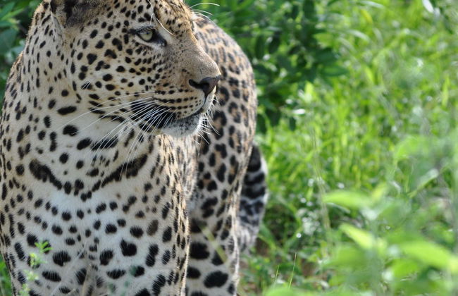 Safari privato nel Parco Nazionale di Wilpattu - Foto 8