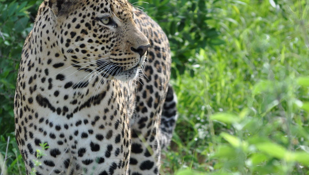 Safari privé au Parc National de Wilpattu
